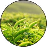 Close-up of green tea leaves in a lush tea plantation.