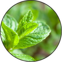Close-up of green tea leaves in a lush tea plantation.